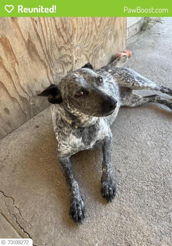 Reunited Female Dog last seen El Dorado and Gibson St, Stockton, CA 95204