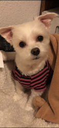 Reunited Male Dog last seen W centennial parkway, North Las Vegas, NV 89084