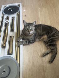 Lost Female Cat last seen clairemont dr, San Diego, CA 92117