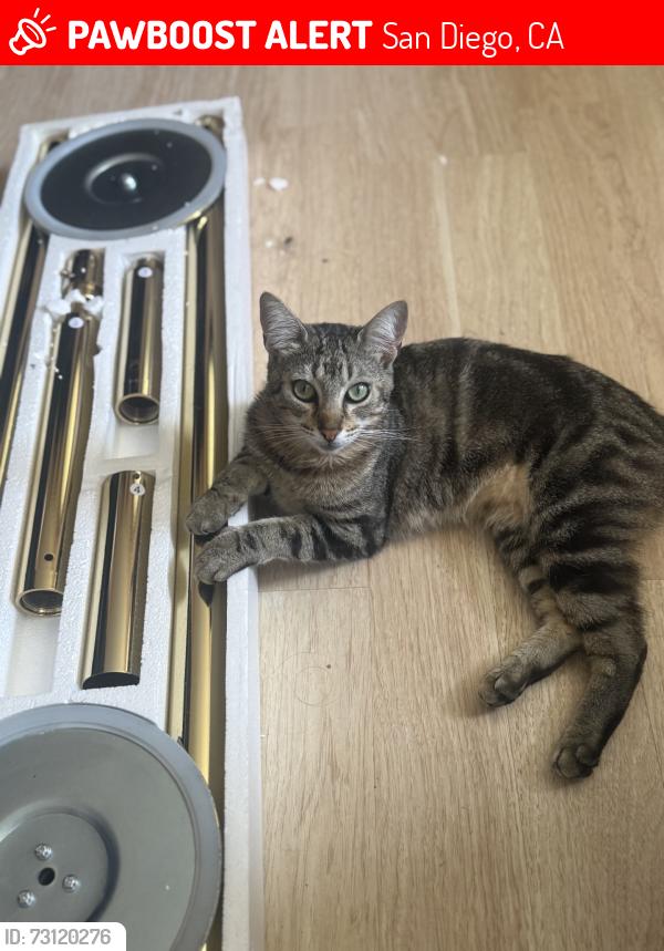 Lost Female Cat last seen clairemont dr, San Diego, CA 92117
