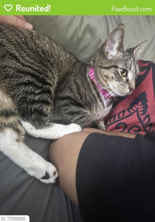 Reunited Female Cat last seen Langwood neighborhood, Houston, TX 77092