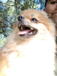 Lost Female Dog last seen Near kipling, Wheat Ridge, CO 80033