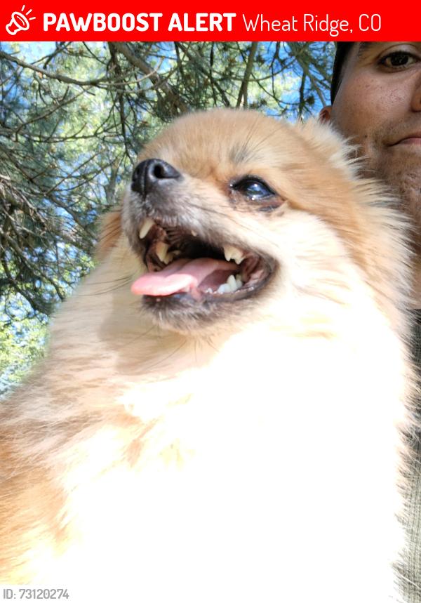 Lost Female Dog last seen Near kipling, Wheat Ridge, CO 80033