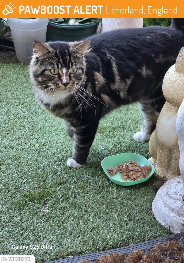 Found/Stray Unknown Cat last seen MUSPRATT RD, Litherland, England 