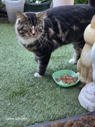 Found/Stray Unknown Cat last seen MUSPRATT RD, Litherland, England 