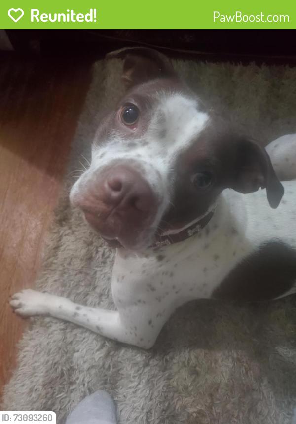 Reunited Female Dog last seen Rexall collisium station, Edmonton, AB 
