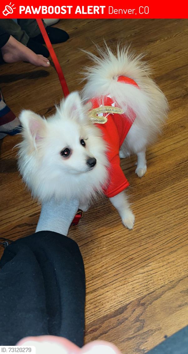 Lost Male Dog last seen Woodstream apmt complex, Denver, CO 80231