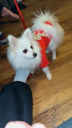Lost Male Dog last seen Woodstream apmt complex, Denver, CO 80231