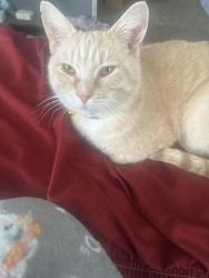 Lost Male Cat last seen Burlington trailer park Muncie close to hunnicutts, Muncie, IN 47302