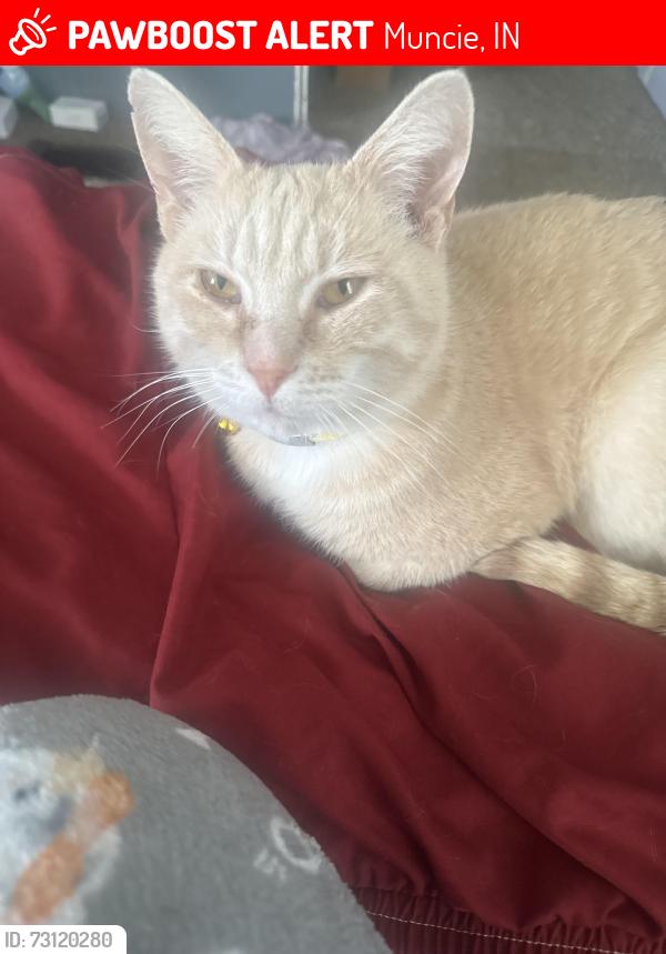 Lost Male Cat last seen Burlington trailer park Muncie close to hunnicutts, Muncie, IN 47302