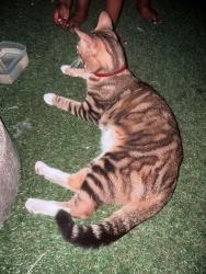 Found/Stray Unknown Cat last seen Lake city court playground, Seattle, WA 98125