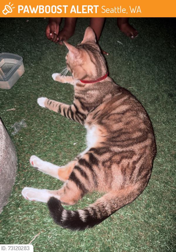 Found/Stray Unknown Cat last seen Lake city court playground, Seattle, WA 98125