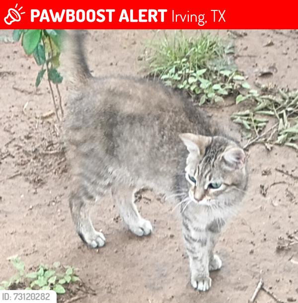 Lost Female Cat last seen Silver Oaks cluster st. Irving,tx 75060, Irving, TX 75061