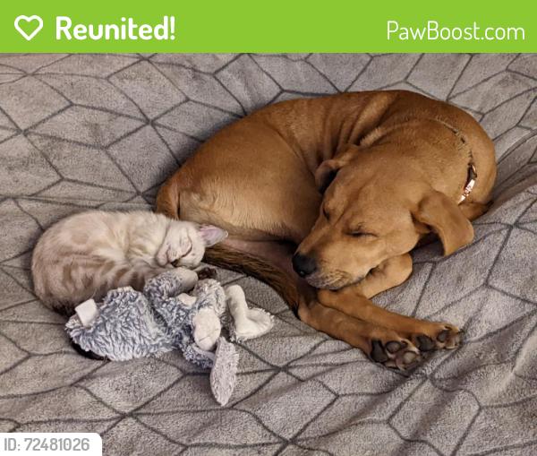 Reunited Female Dog last seen 24th Place and 27th Ave, Gainesville, FL 32641
