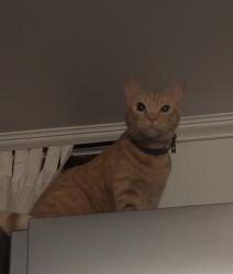 Lost Male Cat last seen Kress Ave, Florence Ave, Bell Gardens, CA 90201