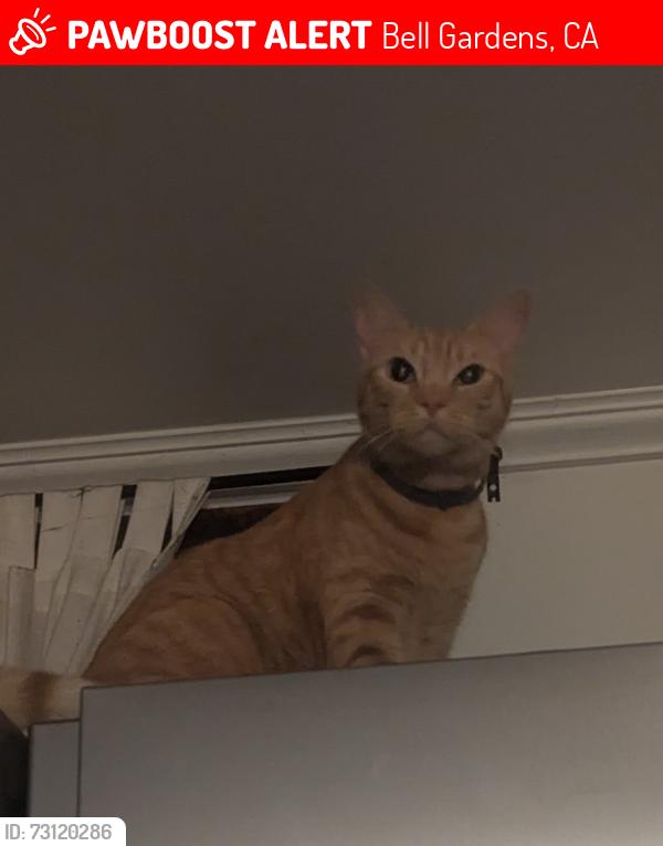 Lost Male Cat last seen Kress Ave, Florence Ave, Bell Gardens, CA 90201