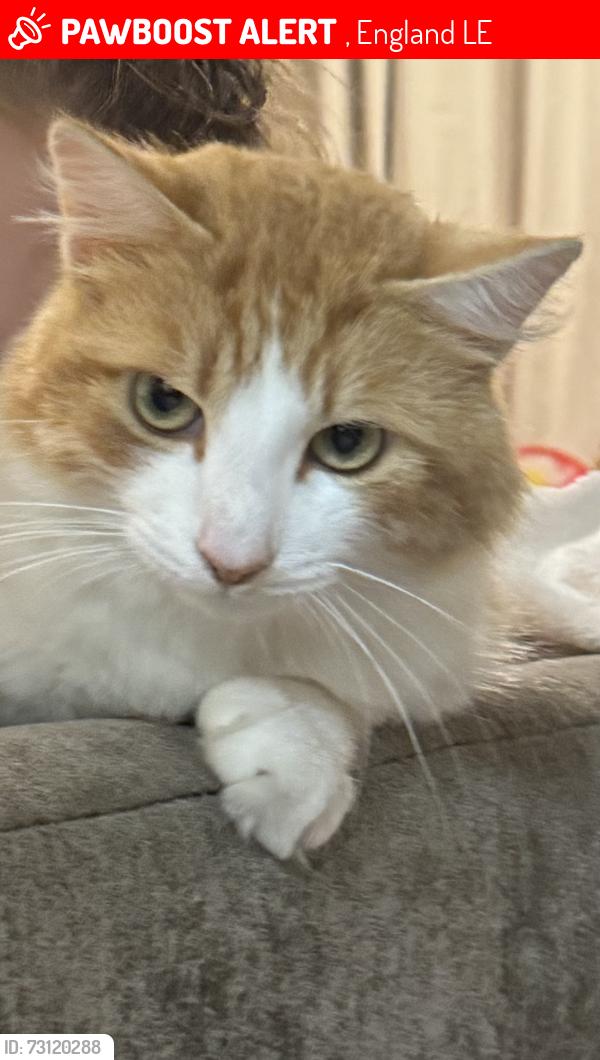 Lost Unknown Cat last seen Le4 Leicester, , England LE4