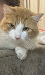 Lost Unknown Cat last seen Le4 Leicester, , England LE4