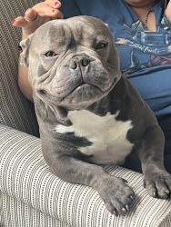 Reunited Male Dog last seen Rockville rd and lynhurst, Indianapolis, IN 46224