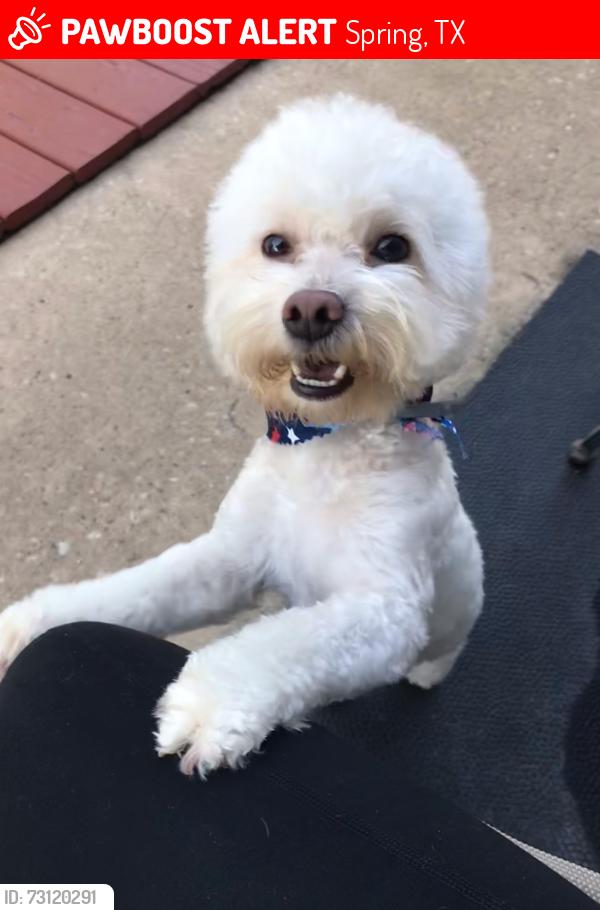 Lost Male Dog last seen Waterstone apmts /Gas Station/ Daycare, Spring, TX 77388