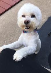 Lost Male Dog last seen Waterstone apmts /Gas Station/ Daycare, Spring, TX 77388