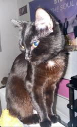 Lost Male Cat last seen Stanwick lakes Field up crow hill, Irthlingborough, England NN9 5UY