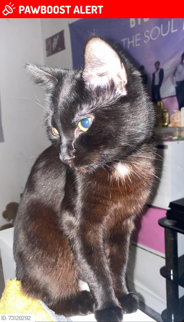 Lost Male Cat last seen Stanwick lakes Field up crow hill, Irthlingborough, England NN9 5UY
