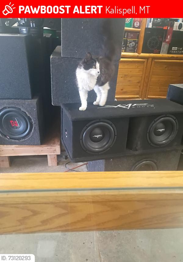 Lost Male Cat last seen Near us hwy 93 S Kalispell Montana 59901, Kalispell, MT 59901