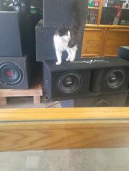 Lost Male Cat last seen Near us hwy 93 S Kalispell Montana 59901, Kalispell, MT 59901