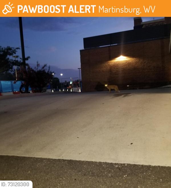 Found/Stray Unknown Cat last seen Construction Site and Emergency Room, Martinsburg, WV 25401