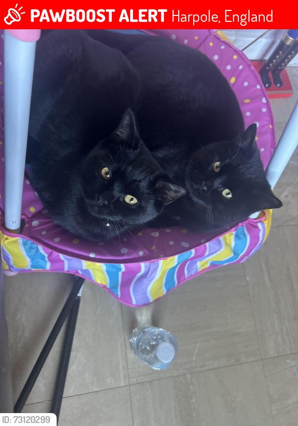 Lost Male Cat last seen Harpole, Harpole, England 