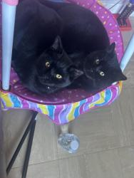 Lost Male Cat last seen Harpole, Harpole, England 