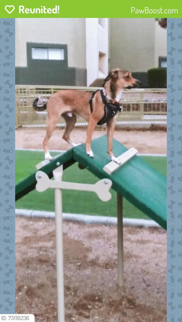 Reunited Male Dog last seen 28th Street and Van Buren, Phoenix, AZ 85008