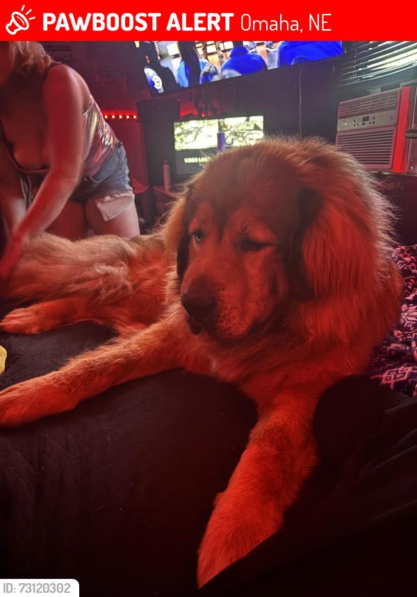 Lost Male Dog last seen Near th Cummings, Omaha, NE 68131