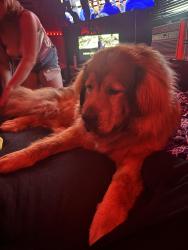 Lost Male Dog last seen Near th Cummings, Omaha, NE 68131