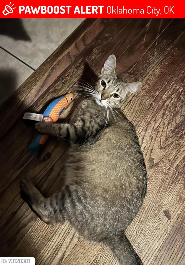 Lost Female Cat last seen SW 44th St by a Walmart, Oklahoma City, OK 73109
