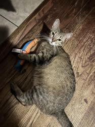 Lost Female Cat last seen SW 44th St by a Walmart, Oklahoma City, OK 73109