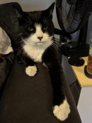 Reunited Male Cat last seen Bellamy close, High Green, England S35