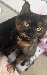 Reunited Female Cat last seen Marcia Road, Old Kent, Greater London, England 