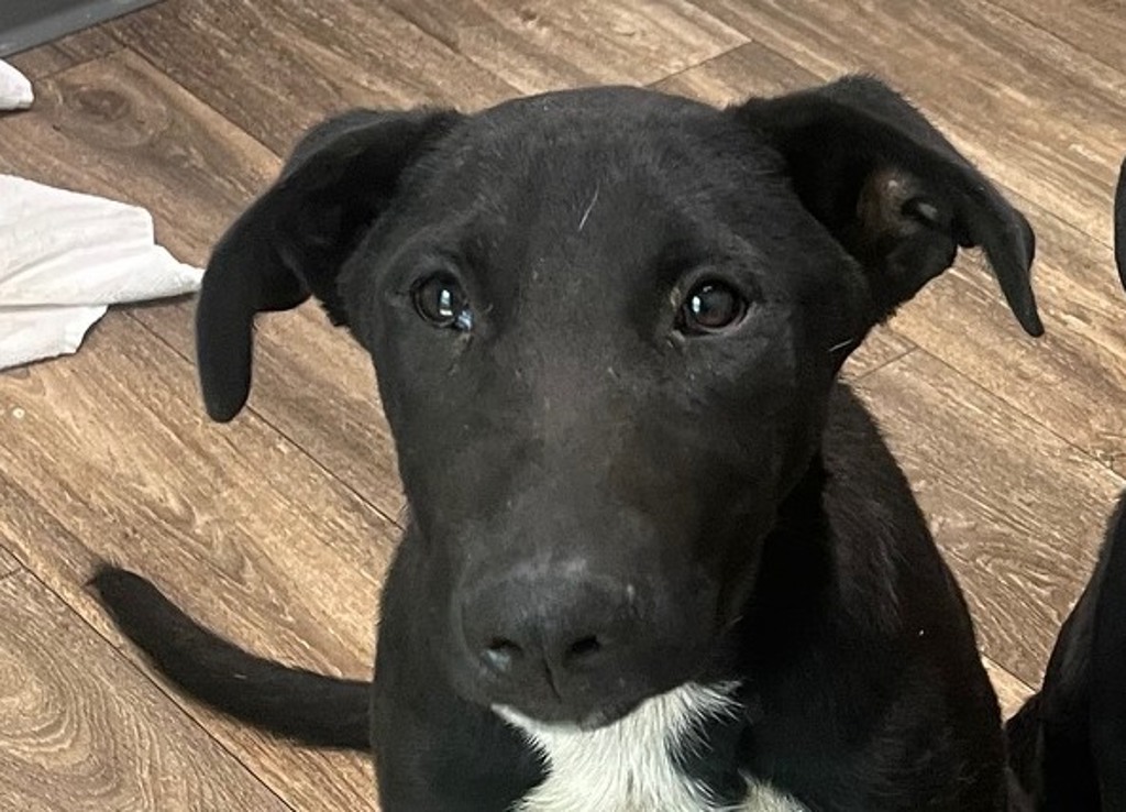 Shelter Stray Female Dog last seen 951A Heritage Road, San Diego, CA, 92154, 5500 Gaines St, San Diego, CA 92110, USA