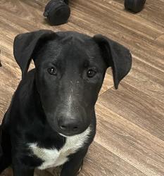 Shelter Stray Female Dog last seen 951A Heritage Road, San Diego, CA, 92154, 5500 Gaines St, San Diego, CA 92110, USA