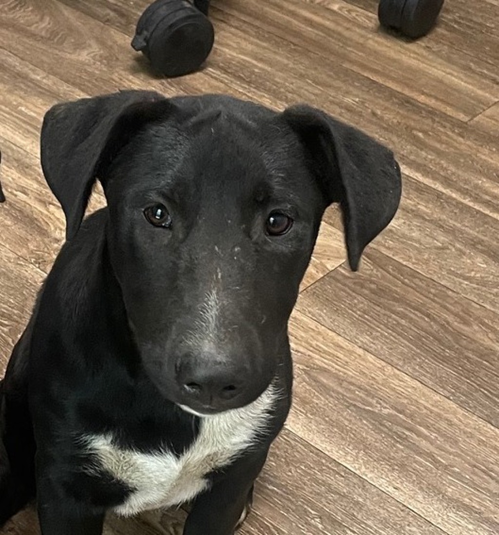Shelter Stray Female Dog last seen 951A Heritage Road, San Diego, CA, 92154, 5500 Gaines St, San Diego, CA 92110, USA