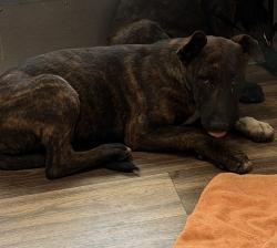 Shelter Stray Male Dog last seen 951A Heritage Road, San Diego, CA, 92154, 5500 Gaines St, San Diego, CA 92110, USA