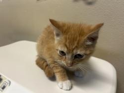 Shelter Stray Male Cat last seen Near Cedar Road, Oceanside, CA, 92056, Oceanside, CA 92058, USA