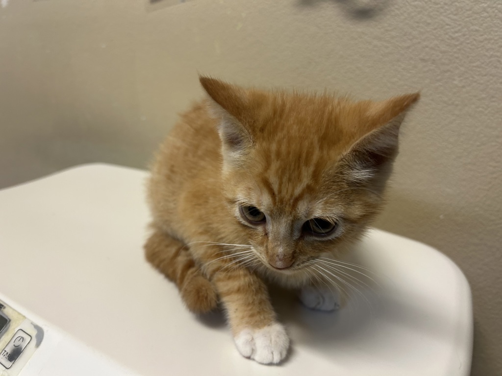 Shelter Stray Male Cat last seen Near Cedar Road, Oceanside, CA, 92056, Oceanside, CA 92058, USA