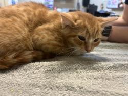 Shelter Stray Female Cat last seen Near Cedar Road, Oceanside, CA, 92056, Oceanside, CA 92058, USA