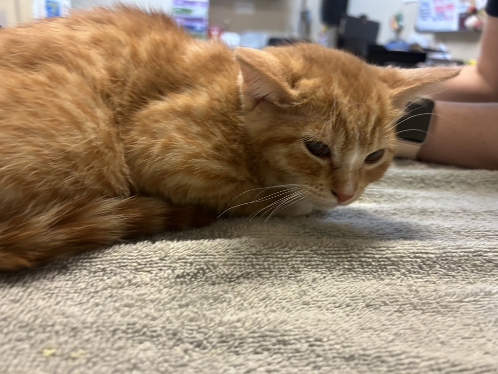 Shelter Stray Female Cat last seen Near Cedar Road, Oceanside, CA, 92056, Oceanside, CA 92058, USA