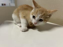 Shelter Stray Female Cat last seen Near Cedar Road, Oceanside, CA, 92056, Oceanside, CA 92058, USA