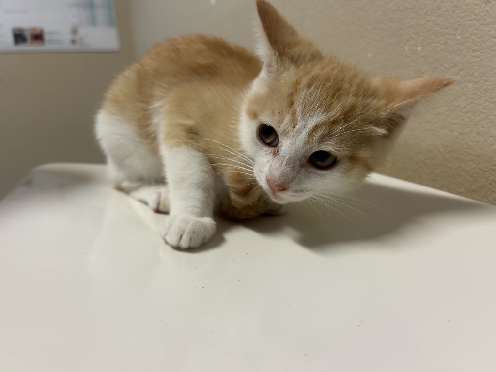 Shelter Stray Female Cat last seen Near Cedar Road, Oceanside, CA, 92056, Oceanside, CA 92058, USA