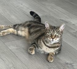 Reunited Female Cat last seen the hawth, West Sussex, England 